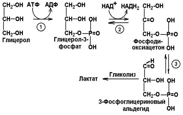 Глицерин атф. Гликолиз 3 фосфоглицериновый альдегид. Окисление глицерина биохимия реакции. Схема окисления глицерола. Окисление глицерина биохимия схема.