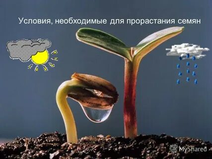 Условия необходимые для прорастания семян