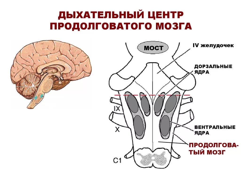 Центр дыхания и сердечно сосудистой деятельности. Дыхательный центр продолговатого мозга. Дыхательный нервный центр продолговатого мозга. Продолговатый мозг центр дыхания. Дыхательный центр продолговатого мозга его функции.