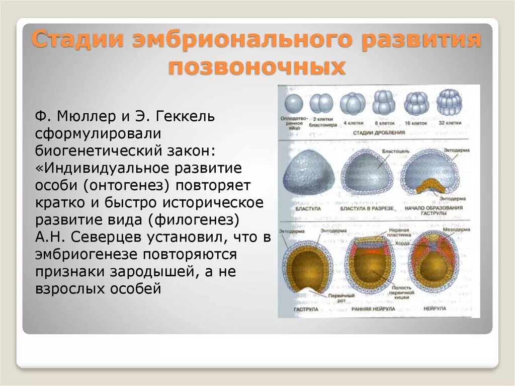 Стадии развития эмбрионов позвоночных. Этапы эмбрионального развития позвоночных. Этапы эмбрионального развития позвоночных животных. Этапы эм рионального развития. Сталмм эмьриональого разуития.