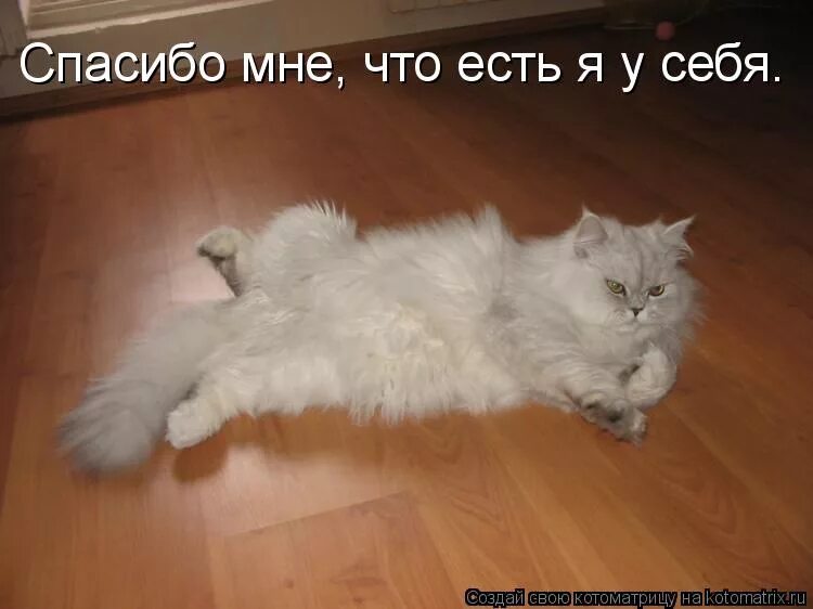 Приколы с котами с надписями. Повезло смешные картинки. Не я съем другие съедят мне спасибо. Не я съем другие съедят мне спасибо. Цитаты про завтрак.