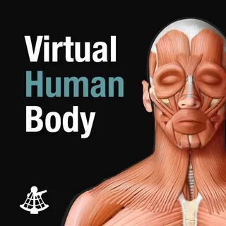 Human b