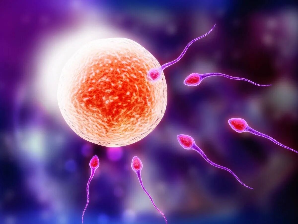 Женские спермии. Оплодотворение яйцеклетки спермием. Сперматозоид яйцеклетка зигота. Слияние половых клеток. Оплодотворенная клетка.