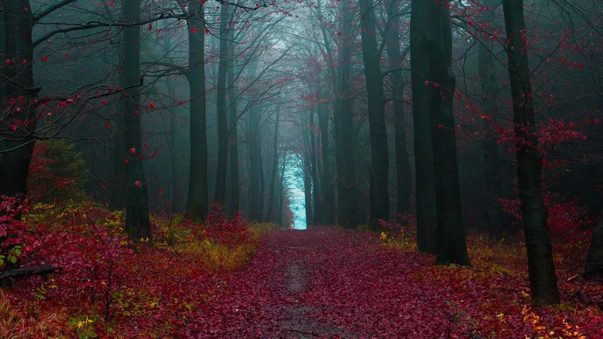Самый черный лес. Лес Шварцвальд Германия. Шварцвальд (the Black Forest), Германия. Чёрный лес (регион Шварцвальд). Тёмный лес Шварцвальд Германия.