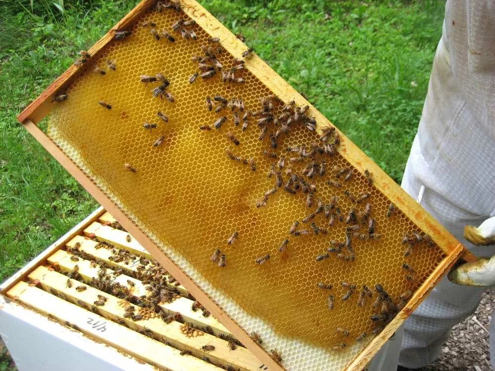 Пчеловодство где