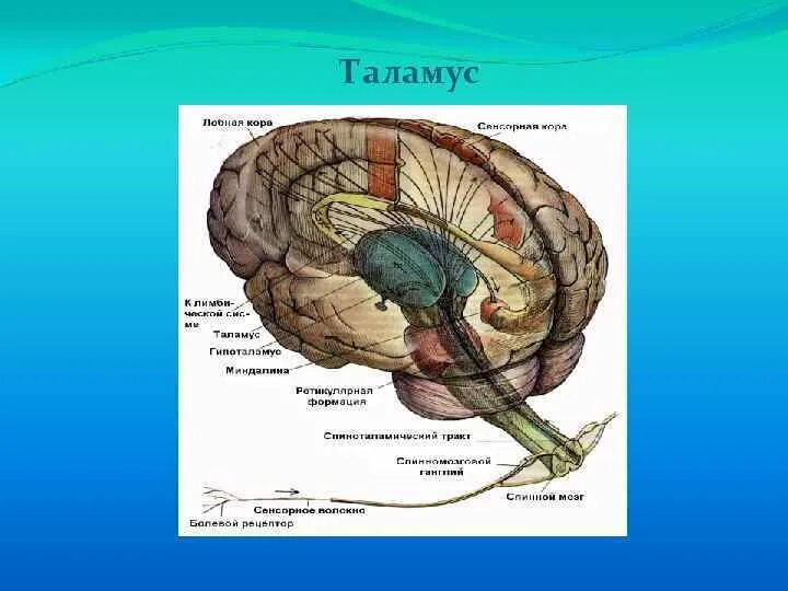Нервные центры промежуточного мозга. Промежуточный мозг. Строение головного мозга человека. Центры промежуточного мозга. Нервная система промежуточный мозг.