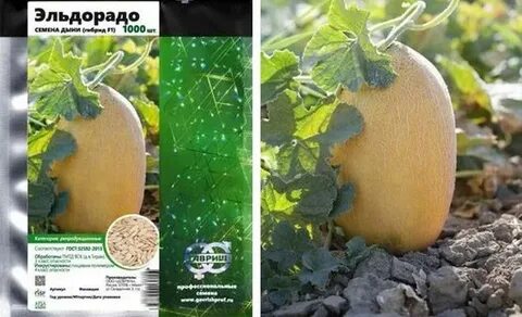 Сорта дынь для сибири