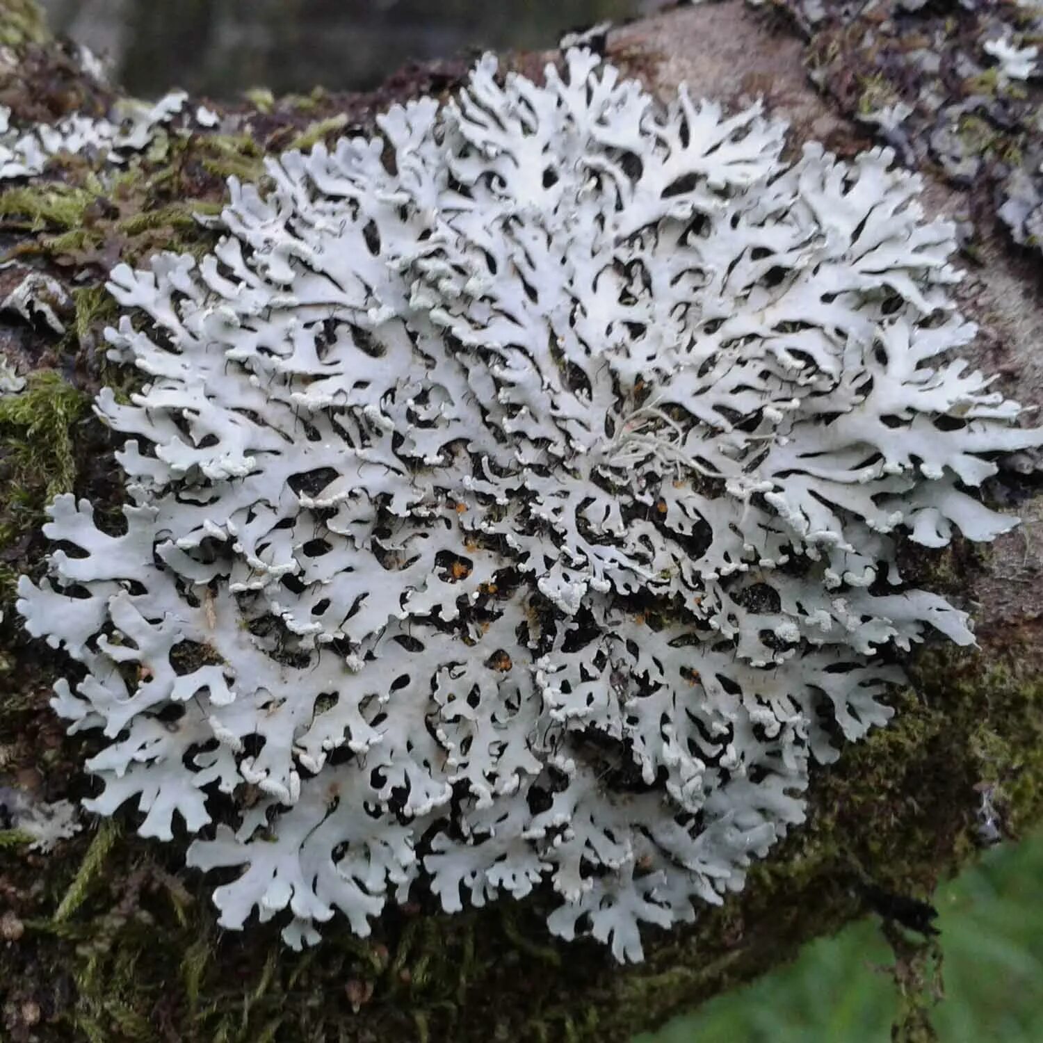 Животные лишайники растения что выпадает. Анаптихия лишайник. Heterodermia. Heterodermia speciosa. Гетеродермия видная.