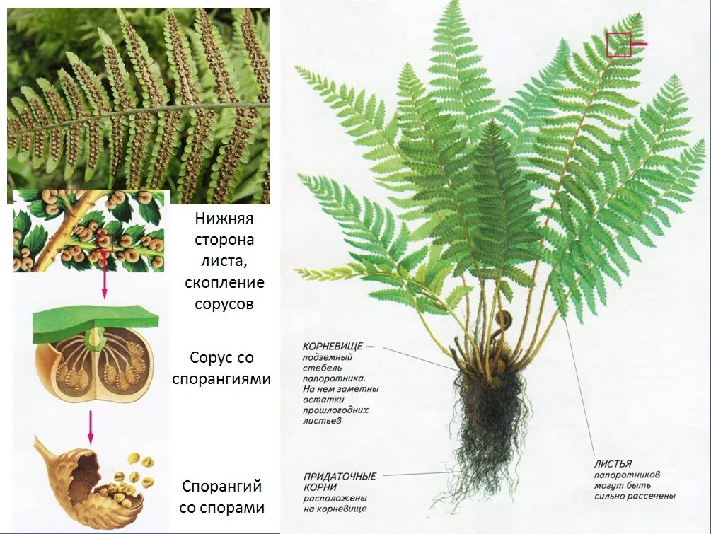 Плауновые хвойные папоротниковые однодольные корневая система. Корневище папоротника. Папоротник Щитовник корневище. Спороносный папоротник. Папоротниковидные корни.