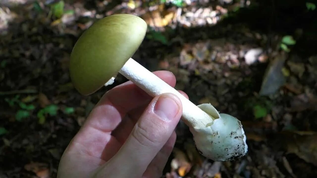 Бледная поганка гриб. Шампиньон и поганка. Amanita phalloides гриб. Бледная поганка гриб отравление.