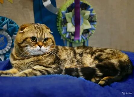 Бенгальско шотландская кошка
