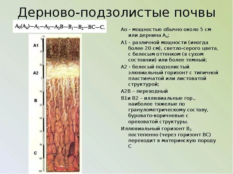 Дерново-подзолистые почвы профиль схема. Строение профиля дерново-подзолистой почвы. Дерново-подзолистые почвы разрез. Строение профиля подзолистой почвы. Подзолистые почвы слои