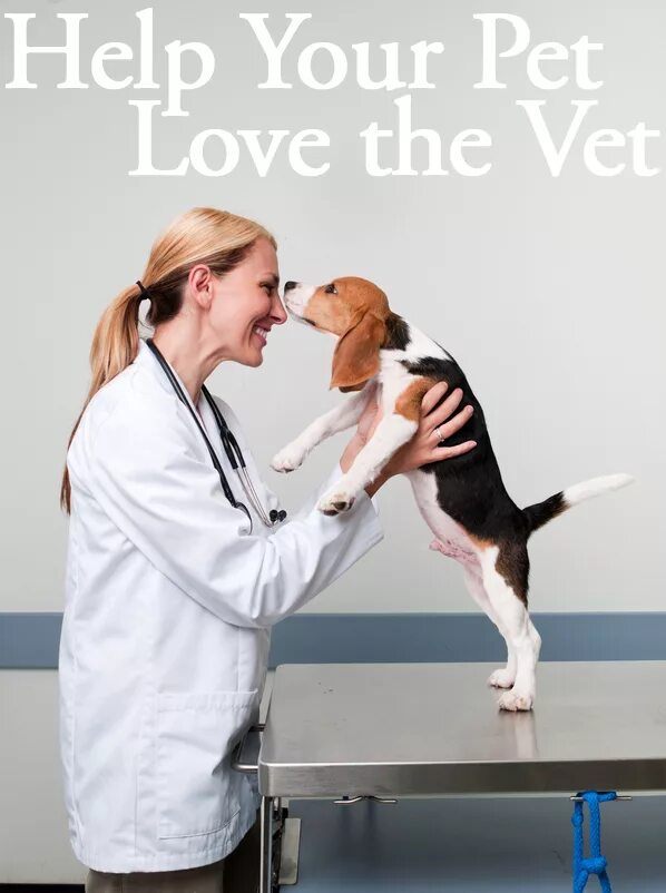 Downing a vet перевод. Ветеринар эстетика. Ветеринара на англ. Vet на английском. Художником veterinarian.