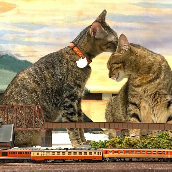 Cat start. Кошачья семья. Кот и кошка парочка. Мир котов и людей. Коты спасли Японию.