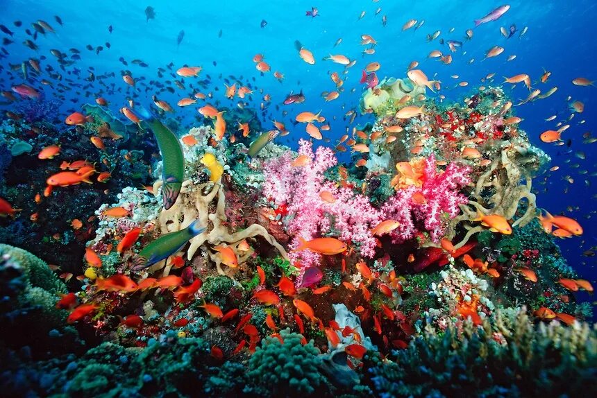 Лучшие отели с коралловыми рифами. Биоценоз кораллового рифа. Коралловый риф в Мексике. Атлантический океан коралловый риф. Подводный риф риф.