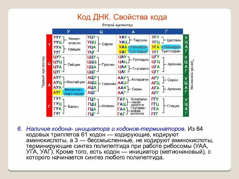 Транскрипция генетический код 10 класс. Таблица аминокислот и кодирующие триплеты- кодоны. генетический код состоит из трех нуклеотидов. генетический код и кодон. таблица 64 кодонов днк.