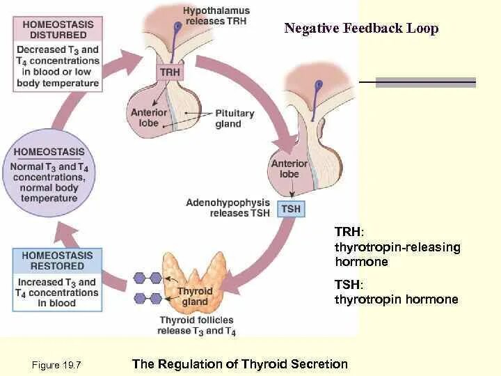 Тест гормоны 8 класс. Regulation of Thyroid Hormone secretion. Баланса negative feedback loop?. Trh гормон. Отрицательная Обратная связь гормоны.