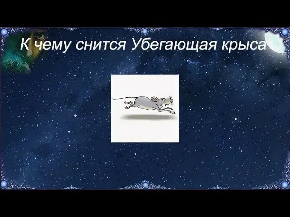 К чему снится снятся крысы. Крыса бежит. Сонник-толкование снов к чему снится крыса. Крыса во сне к чему снится. К чему снится убегающая крыса.