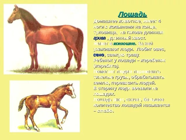 Описание лошадки. Описание домашних животных. Описание лошади для детей. Проект на тему лошади. Домашние животные с описанием для детей.