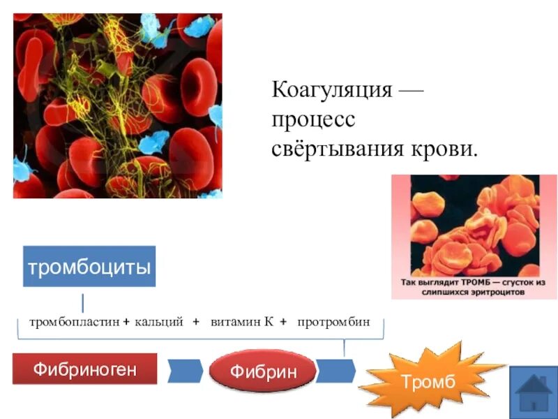 Свертывание эритроцитов. Кальций при свертывании крови. процесс свертывания крови. процесс свертывания крови витамин. тромбоциты свертывание крови.