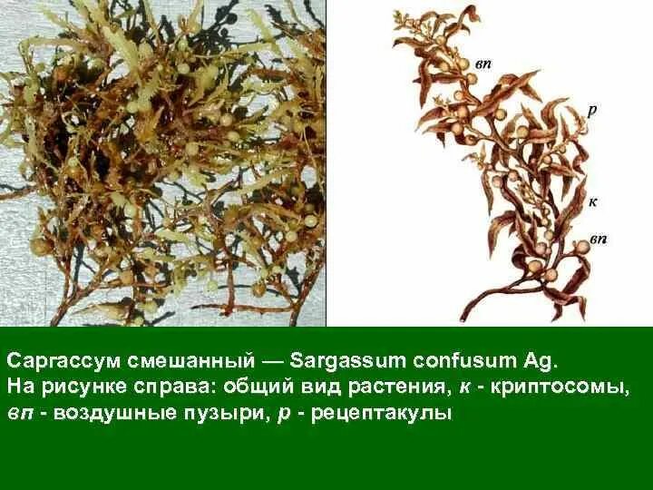 Саргассум водоросль. Ламинария фукус саргассум. Бурые водоросли саргассум. Саргассум строение.