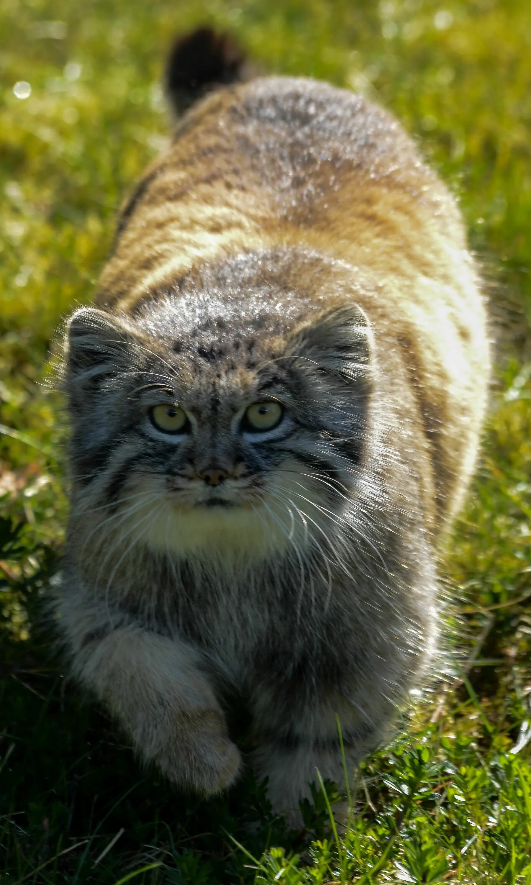 Мануалы cat