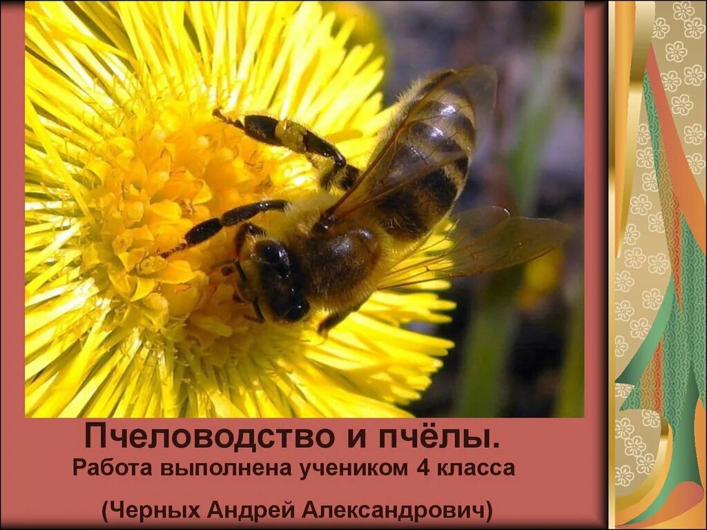 Пчеловодства 4