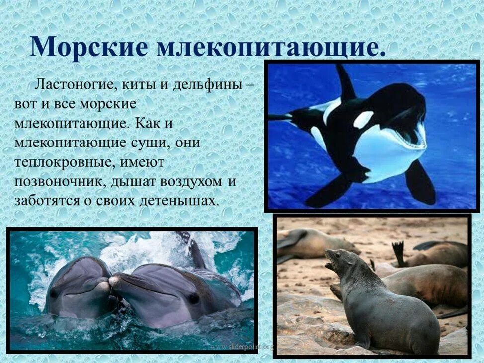 Каких животных относят к рыбам