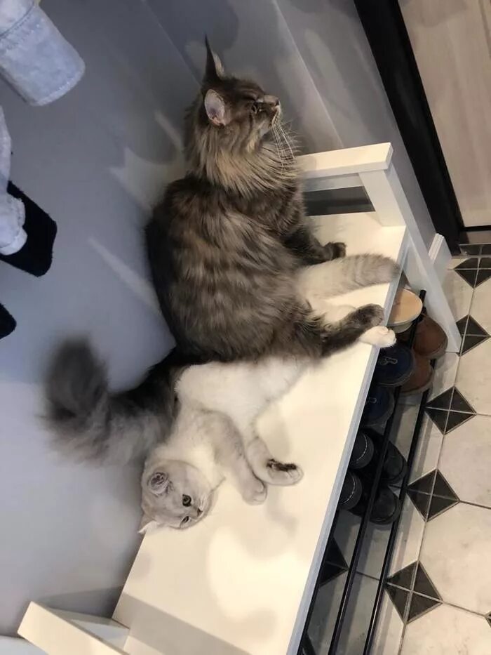 Доминирующий кот. Кот доминируй. кот доминирует. мейн куны доминируют ?. доминантный кот.