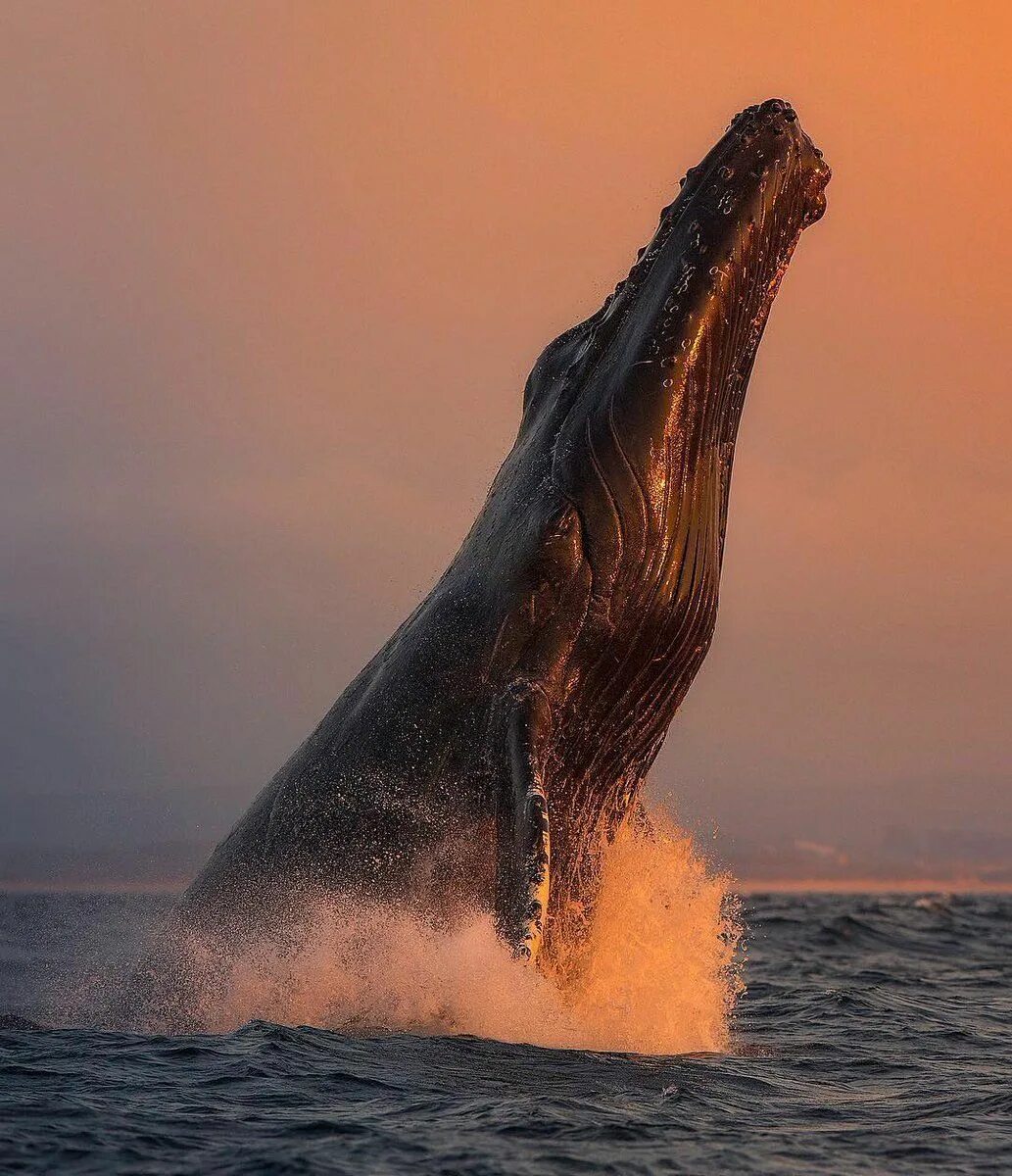 Самое большое животное жившее на земле. Горбатый кит. Исполинский кит. Гигантский горбатый кит. Кит Горбач фото.