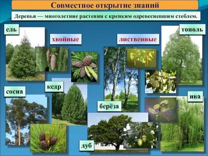 Какие растения обитают в зоне лесов