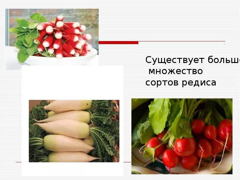 Что нужно редису