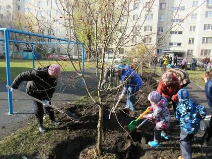 Сажаем деревья во дворе