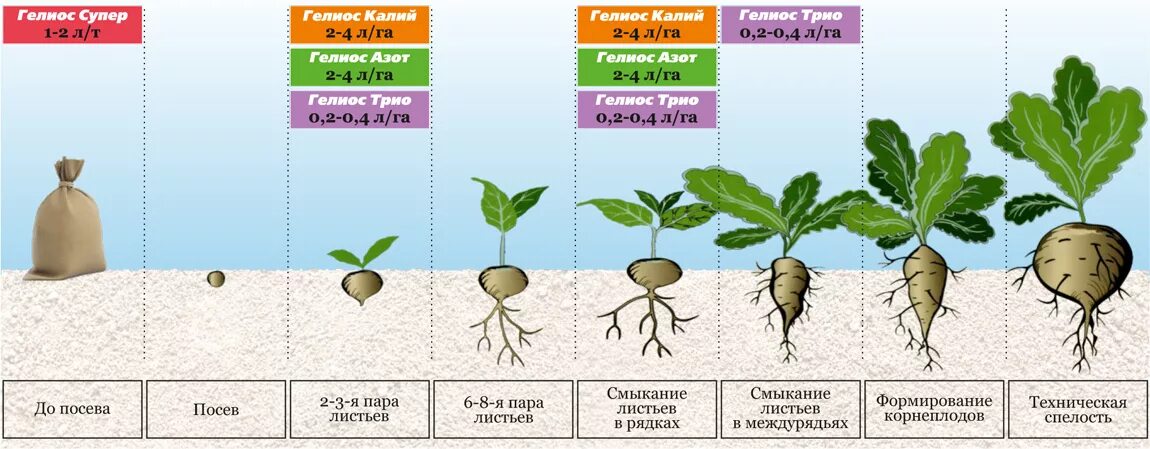 Фазы развития сахарной свеклы. Фазы развития сахарной свеклы схема. Фазы роста кормовой свеклы. Схема посадки кормовой свеклы. Функциональная грамотность про репку и другие корнеплоды