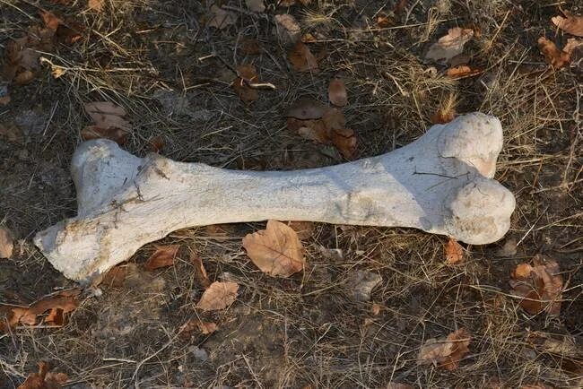 As dry as a. Green river dry as a bone. as dry as a bone. as dry as a bone идиома.