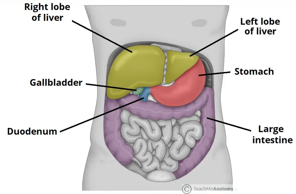 Анатомия живота. Анатомия человека внутренние органы печень селезенка. Анатомия печени ребра у человека. Справа печень а слева селезенка.