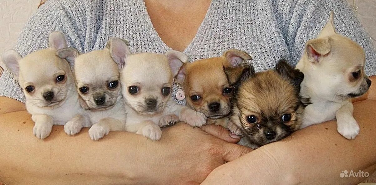 Щенок чихуахуа 1 месяц. Чихуахуа мини. Чихуахуа мини 2 месяца. Чихуахуа мини 2 месяца. Чихуахуа 6 месяцев.