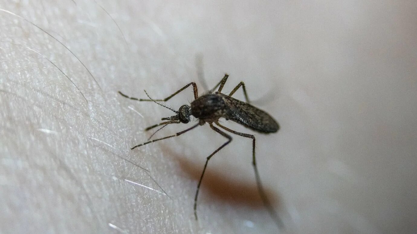 Комары к чему снятся в большом количестве. Цвет притягивающий комаров. Комар фото. Белые комары в квартире.