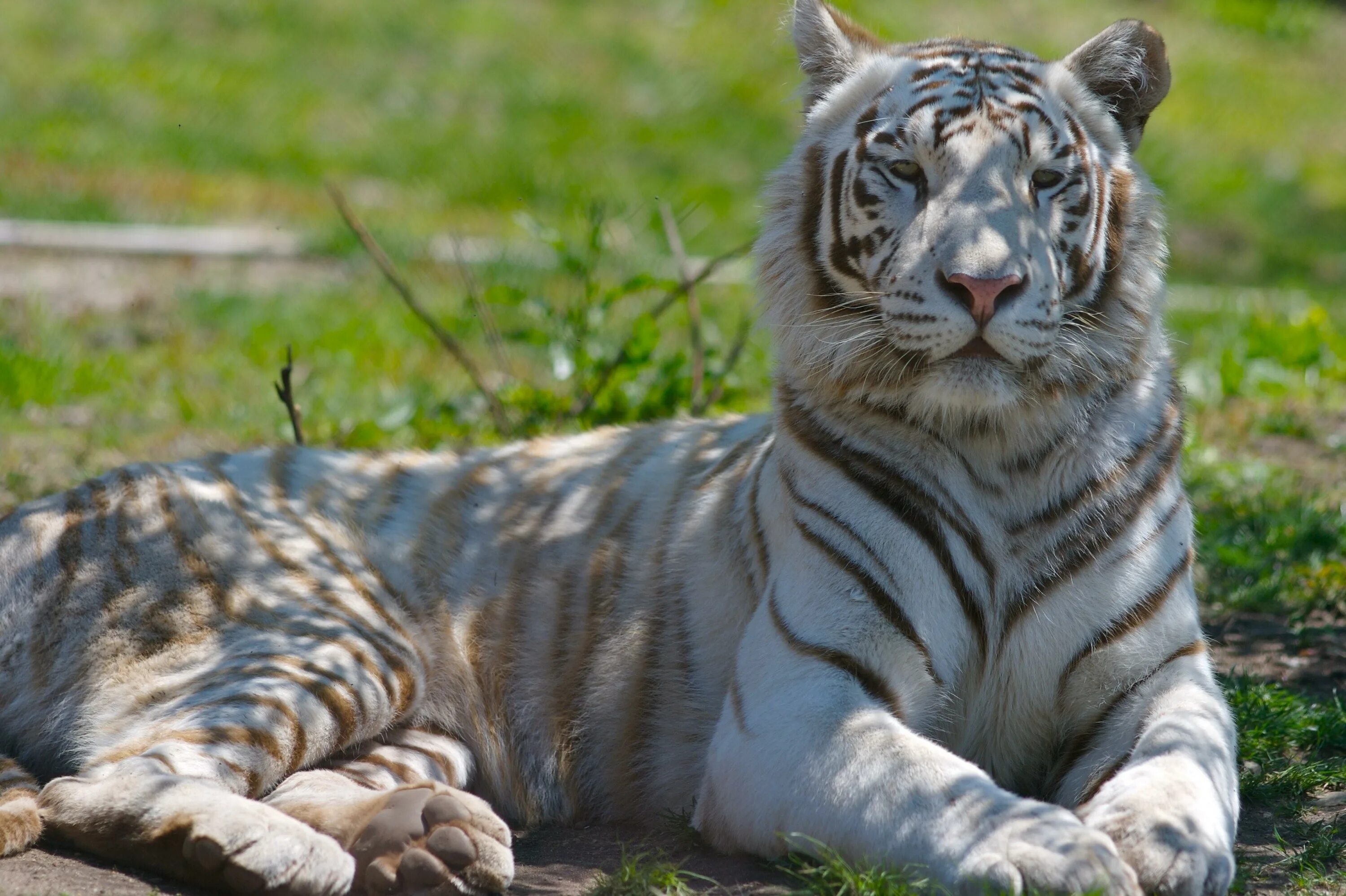 Живут белые тигры. Бенгальский тигр. Королевский бенгальский тигр. Белый тигр и бенгальский тигр. Белый бенгальский тигр.