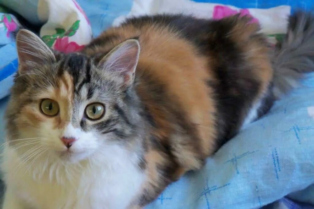 Сибирская кошка трехцветная серая. Сибирская кошка рыжая трехцветная. Серая трёхшёрстная черепаховая кошка. Сибирская черепаховая кошка серая. Серо рыжий окрас кошки