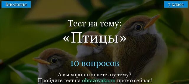 Тест по теме класс птицы ответы. Биология птицы тест. Класс птицы тест. Тест по теме класс птиц. Контрольная по биологии птицы.