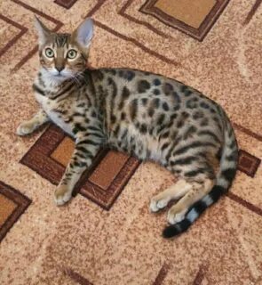 Бенгальско шотландская кошка