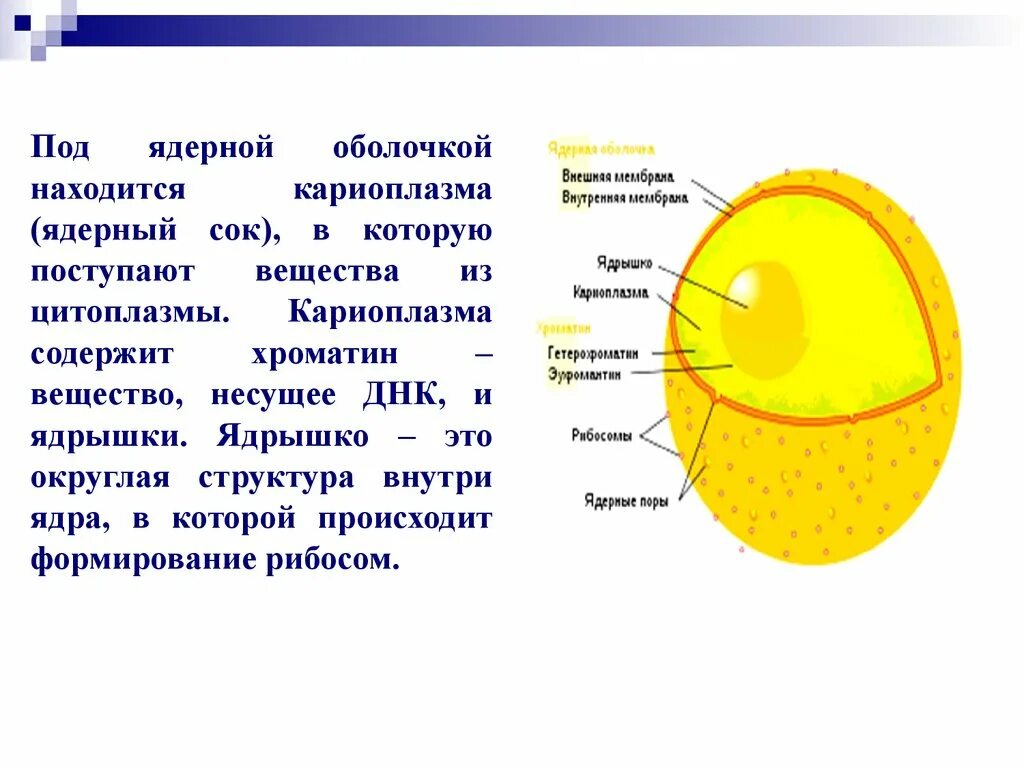 Как называют плотную структуру внутри ядра. Ядерный сок кариоплазма строение. Ядро ядерная мембрана кариоплазма ядрышки. Схема ядро мембрана ядерный сок хроматин. Нуклеоплазма и кариоплазма.