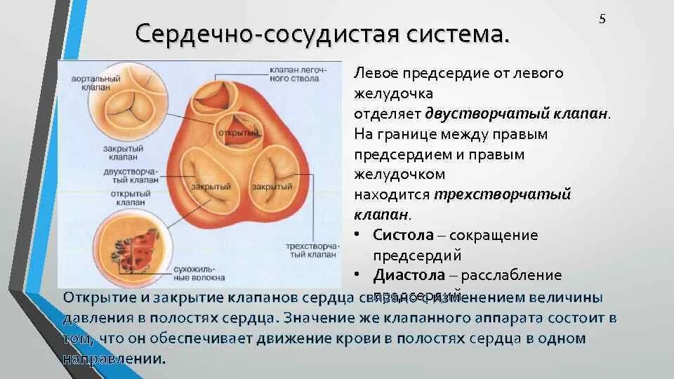 Двухстворчатый клапан расположен между. Клапаны расположенные между предсердиями и желудочками. Клапан между левым предсердием и желудочком. Между правым предсердием и левым желудочком расположен клапан. Чем отличается предсердие от желудочка