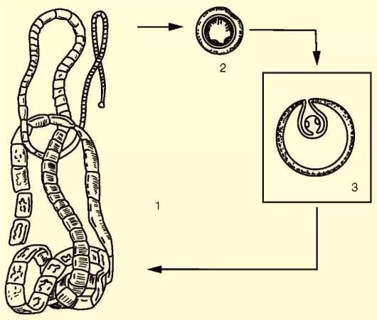 Цикле развития ленточных червей. Цикл развития ленточного червя схема. стадии жизненного цикла ленточных червей. ленточные черви цикл развития. размножение ленточных червей.