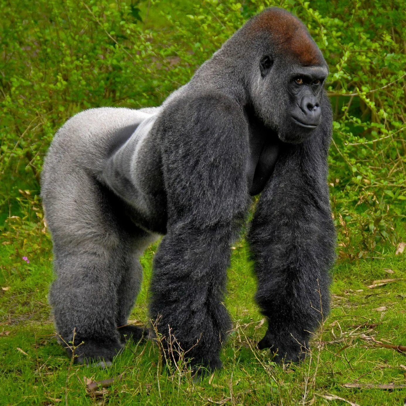 Silverback горилла. 1 Горилла. Африканская горилла. Горилла, самец.