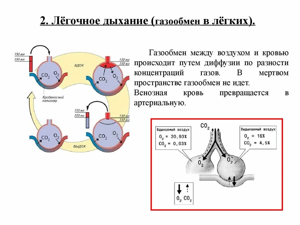 Обмен газов между легочным воздухом и