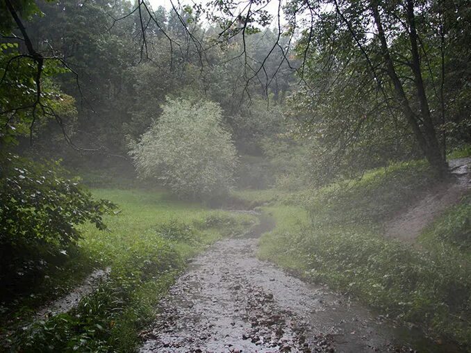 Туман в низине. Туман в овраге. Овраг с деревьями. Голосов овраг в коломенском в тумане. Овраг в тумане.