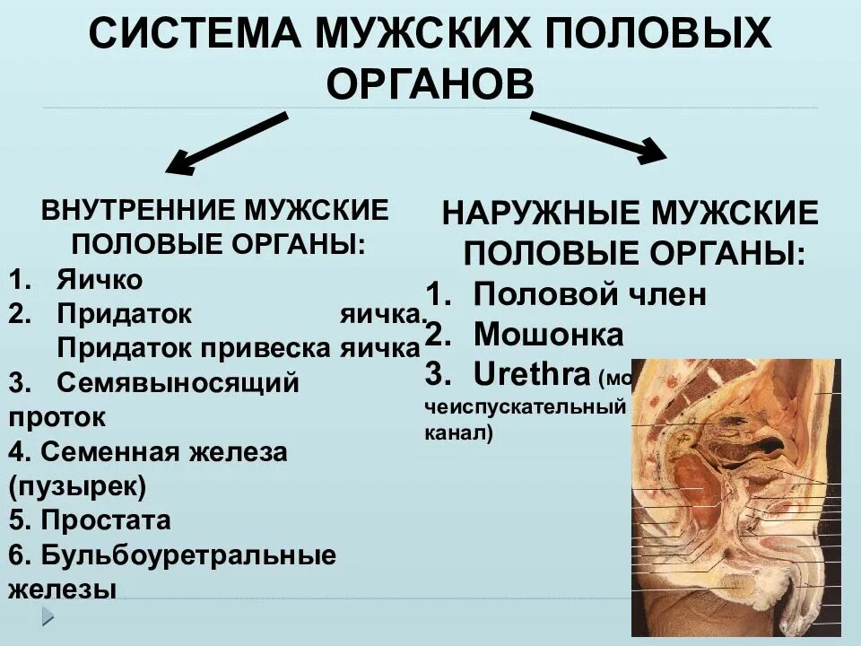 Уроки половой орган. Мужские половые органы внутренние и внешние. Органы половой системы наружные и внутренние. Наружные органы мужской половой системы. Строение и функции органов мужской половой системы.