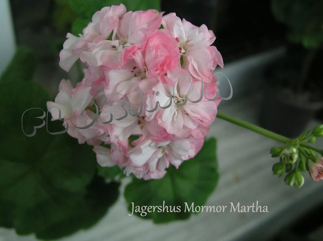 Купить Pelargonium zonale (рассада) Тюльпаны к 8 марта 2022г БотаникШоп Смол
